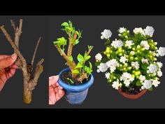 three different types of plants in pots with one being held by someone's hand