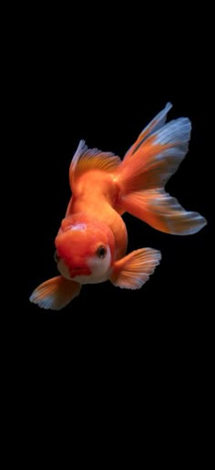 an orange and white fish swimming in the dark water with its head turned to the side