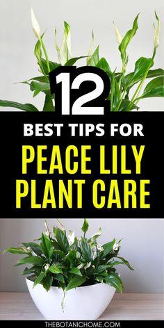 How to grow and care for peace lily plants, featuring peace lily plant care tips and guidance for maintaining indoor and outdoor peace lilies. Peace Lily Plant Care, Peace Lily Flower, Peace Lily Care, Lily Plant Care, Low Light House Plants, Peace Lily Plant, Easy House Plants, Household Plants, Plant Care Houseplant