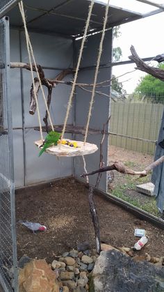 two green parrots sitting on top of a table in a bird enclosure with rocks