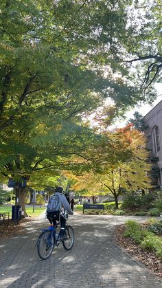 a person riding a bike down a tree lined street