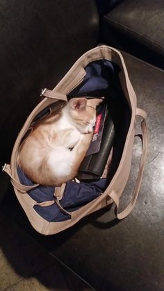 an orange and white cat laying in a bag on top of a couch next to a book