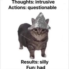 a cat with a tinfoil hat on it's head and the caption reads, results silly fun had to do