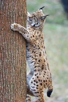 a cat climbing up the side of a tree