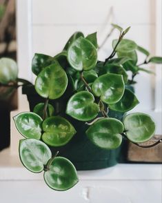 a potted plant sitting on top of a white counter