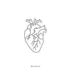 a drawing of the human heart on a white background with black lines and text that reads,