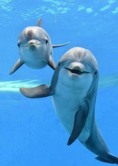 two dolphins are swimming in the water