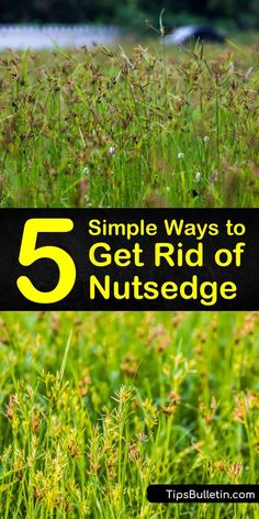 the words 5 simple ways to get rid of nutseedge on top of green grass