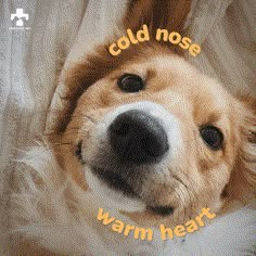 a close up of a dog with the words cold nose warm heart