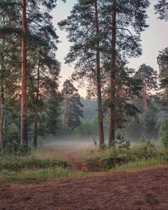 the sun is shining through the trees and fog in the forest on a sunny day