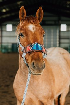 a brown horse wearing a blue and pink bridle on it's head