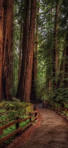 a path in the middle of a forest surrounded by tall trees