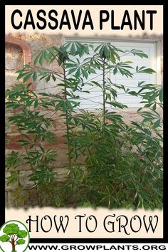 there is a small tree in front of a brick wall with the words cassavaa plant for sale on it