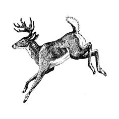 an ink drawing of a running deer