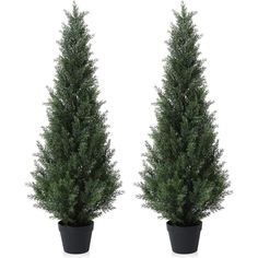 two potted evergreen trees on a white background