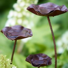 three purple flowers with green leaves and white flowers in the backgrounnds