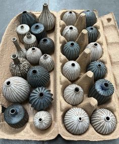 an egg carton filled with lots of sea shells