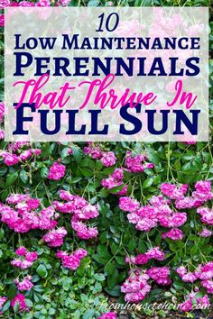 pink flowers with the words 10 low maintenance perennials that three in full sun