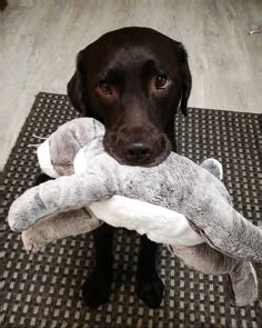 a dog holding a stuffed animal in its mouth