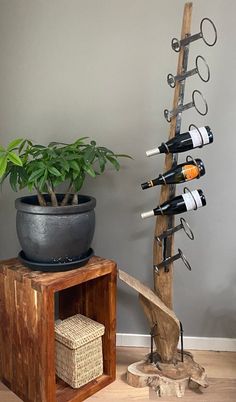 a potted plant sitting next to a wine rack