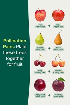 an image of different types of fruit on a white and green background with the words pollination pairs plant these trees together for fruit