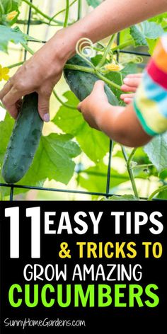 kids picking cucumbers in the garden with text overlay that reads 11 easy tips and tricks to grow amazing cucumbers