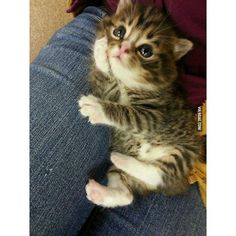 a kitten that is laying down on someone's lap with the caption me when bae tells me stories