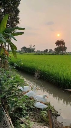 ducks are sitting on the bank of a small river in front of green rice fields