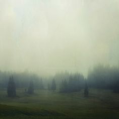 a foggy field with trees in the distance