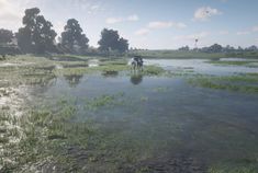 two horses are standing in the shallow water