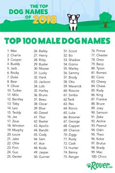 the top 10 female dog names for dogs and their name in english, with an image of