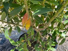 a potted plant with green leaves and brown spots on the top, in dirt area