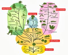 the plant life cycle is shown in three different colors