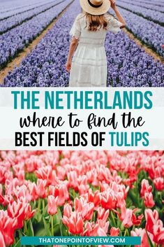 a woman standing in a field with pink flowers and the words, the netherlands where to find the best fields of tulips