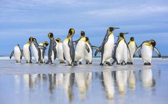 a group of penguins walking along the beach