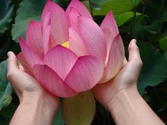 two hands holding a pink lotus flower in front of green leaves