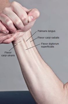 two hands are holding each other with labels on them that indicate the muscles and their functions