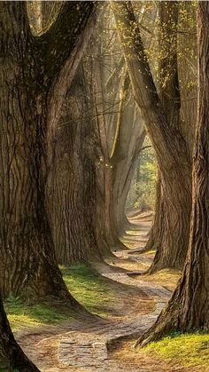 a path in the middle of a forest with lots of trees on either side of it