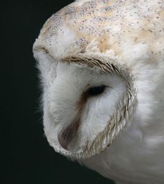 an owl with white and brown spots on it's face