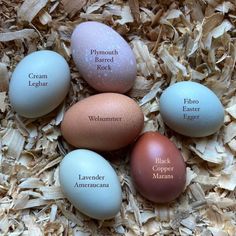 four eggs with names on them sitting in some wood shaving