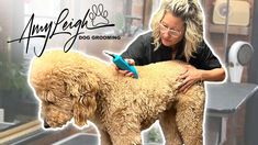 a woman grooming a dog with a hair dryer