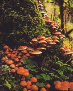 a group of mushrooms growing on the side of a tree