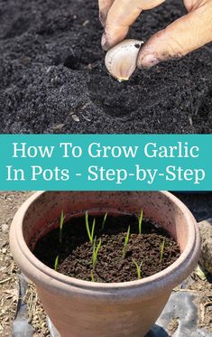 someone is planting garlic in a pot with the title how to grow garlic in pots step by step