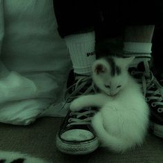 a cat sitting on top of a pair of black and white shoes with one paw in the other's shoe