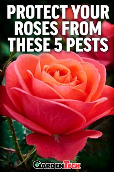 a pink rose with the words protect your roses from these 5 pests on it