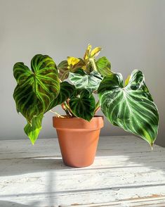 a potted plant sitting on top of a wooden table next to a white wall