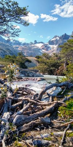 a river running through a forest filled with lots of trees and mountains in the background