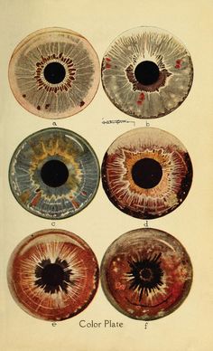 four different colored eyeballs are shown in this image, each with an individual's iris