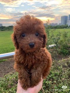 a small brown dog sitting on top of a person's hand next to a lush green field