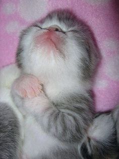 a small kitten is laying on its back with its head up and it's eyes closed